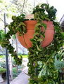wax plant